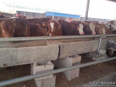山东济广牧业出售纯种西门塔尔牛架子牛图片_高清图_细节图-山东济广畜牧养殖场 -