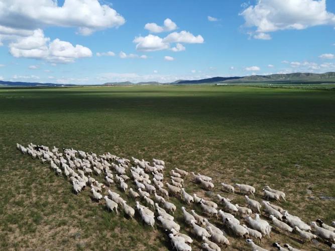 如何打造绿色畜产品硬核输出基地内蒙古锡林郭勒盟深化畜牧业供给侧