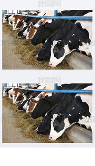 畜牧产品图片素材 畜牧产品图片素材下载 畜牧产品背景素材 畜牧产品模板下载 