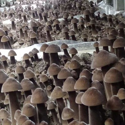 干鸡枞菌_菌菇干货_农业/畜牧_产品_企腾网工厂优选