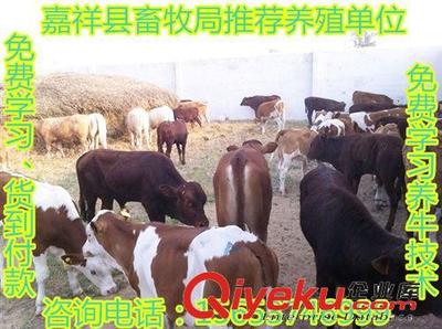 优惠大酬宾-嘉祥县畜牧局推荐一批优质西门塔尔牛,免费运输-嘉祥县民富养殖场提供优惠大酬宾-嘉祥县畜牧局推荐一批优质西门塔尔牛,免费运输的相关介绍、产品、服务、图片、价格嘉祥县民富养殖场、肉牛;种羊;肉驴;西门塔尔牛;鲁西黄牛;小尾寒羊;波尔山羊;利木赞牛;斗鸡;细犬;獭兔;黑山羊;马匹;长毛兔;青山羊