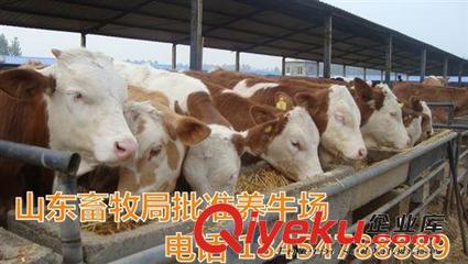 西门塔尔牛适应能力强 养牛扶贫政策-嘉祥县奥丰牛羊养殖场提供西门塔尔牛适应能力强 养牛扶贫政策的相关介绍、产品、服务、图片、价格嘉祥县奥丰牛羊养殖场、西门塔尔;小尾寒羊;波尔山羊;黑山羊;杜泊绵羊;鲁西黄牛;夏洛莱牛;改良牛犊;肉羊养殖场;肉羊养殖场