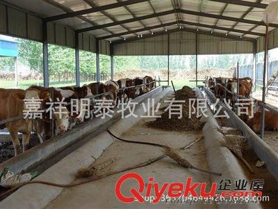 山东明泰畜牧良种基地 常年供应各种优质西门塔尔牛 肉牛-嘉祥明泰牧业提供山东明泰畜牧良种基地 常年供应各种优质西门塔尔牛 肉牛的相关介绍、产品、服务、图片、价格嘉祥明泰牧业、牛;羊;驴