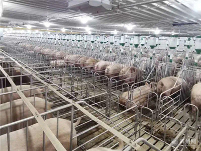 滨州畜牧业上半年实现产值662.28亿元