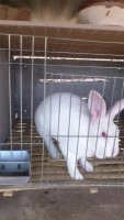 山东畜牧局獭兔种兔肉兔种兔繁育基地_农副产品_世界工厂网