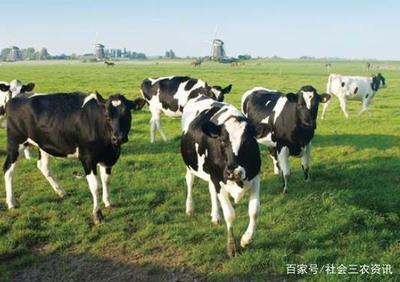 阿坝州农业畜牧局,助力畜产品提质增量,并取得了成效!