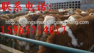 河南省鹤壁市有没有畜牧局正规肉牛养殖场_农副产品_世界工厂网