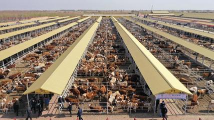 阳信:优质牛肉被评为全国“十佳网红产品”