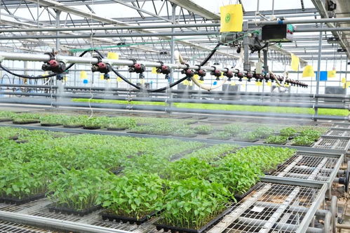 延庆区现代化育苗工厂科技助农 保障农产品稳定供应
