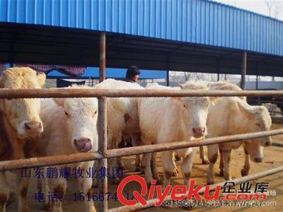 万头优质肉牛 免费运输上门指导 畜牧局指定引种单位! 肉牛养殖-嘉祥县鹏耀养殖场提供万头优质肉牛 免费运输上门指导 畜牧局指定引种单位! 肉牛养殖的相关介绍、产品、服务、图片、价格嘉祥县鹏耀养殖场、牛;羊;驴;波尔山羊;小尾寒羊;白山羊;黑山羊;西门塔尔牛;利木赞牛;鲁西黄牛;夏洛莱牛;三河马;蒙古马;肉牛;肉羊