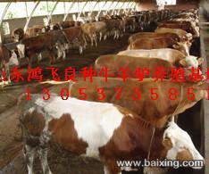 【图】- 畜牧局直属企业鸿飞牛羊养殖场供应肉牛肉驴 - 阿坝理县食品/农产品 - 百姓网