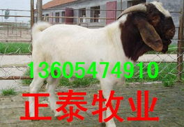 波尔山羊,小尾寒羊,