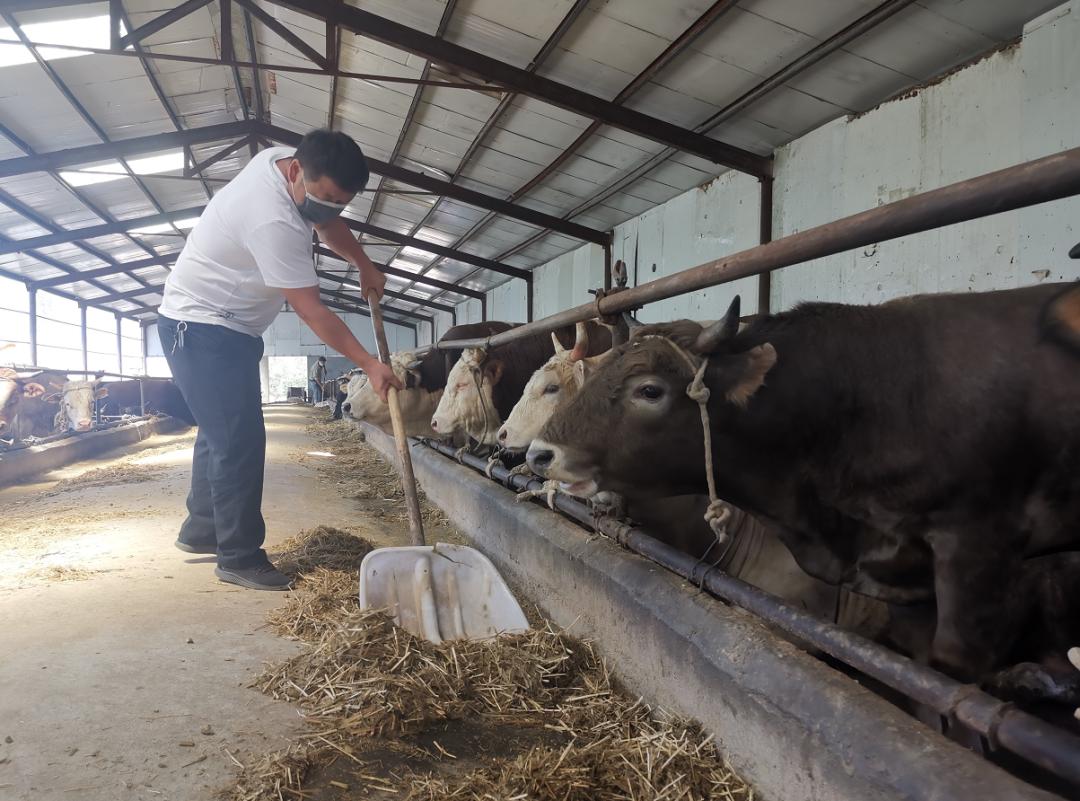 米东区:合作社提质增效 保障市民“肉案子”货足价稳