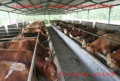贵州肉牛价格-贵州肉牛养殖基地-甘肃养殖场-贵州气候适合养殖牛吗,贵州肉牛价格-贵州肉牛养殖基地-甘肃养殖场-贵州气候适合养殖牛吗,养殖,畜牧,养牛,养羊产品信息|中国农业网