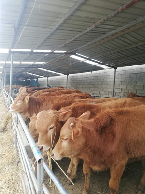 山东改良肉牛养殖基地 菏泽改良肉牛供应价格