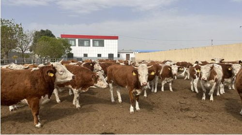 凉州黄白花牛肉 荣获全国名特优新农产品称号
