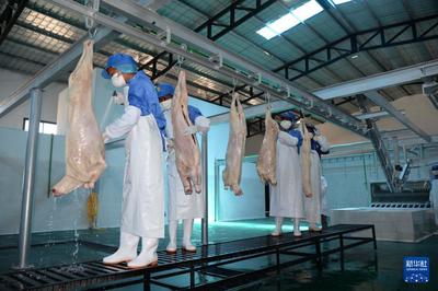 专访|中国首次进口非洲羊肉展现持续开放诚意--访马达加斯加农业和畜牧业部农业和畜牧业总司长阿农德拉卡