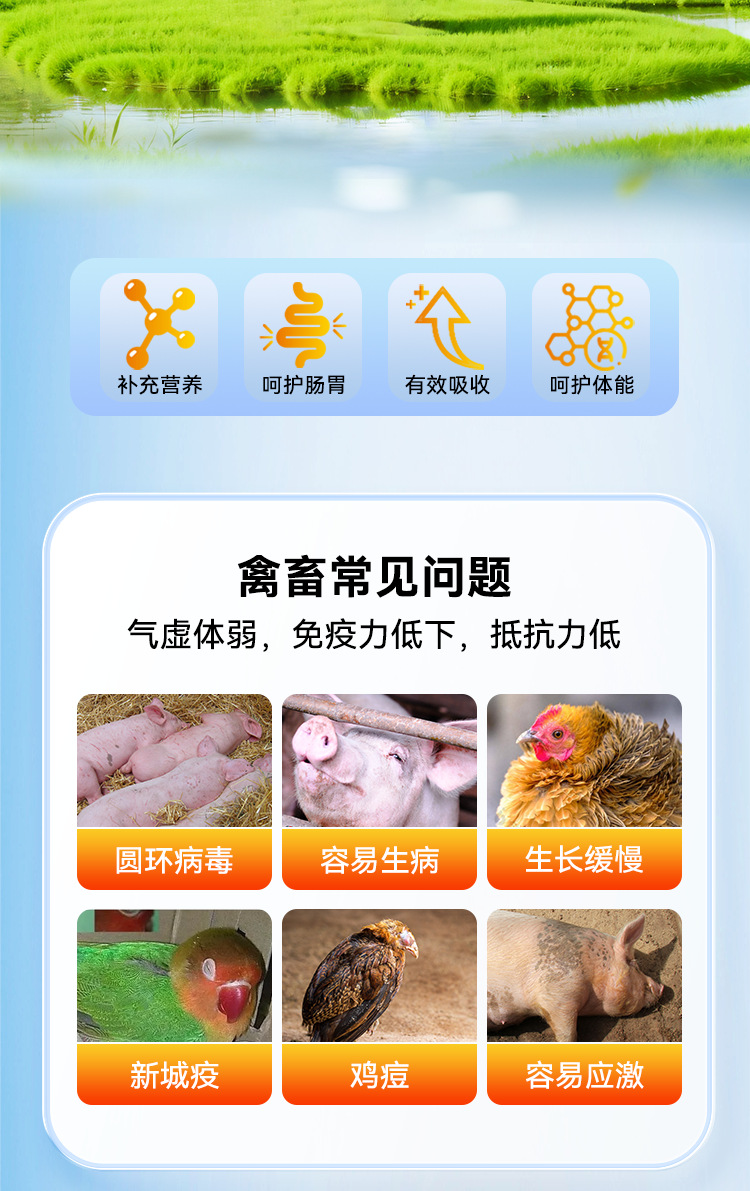 宠物畜牧产品贴牌加工禽畜养殖黄芪多糖颗粒源头工厂定制黄芪多糖