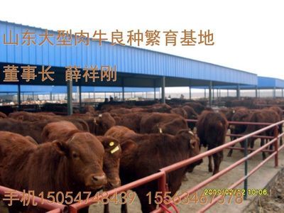 高密市哪里有卖牛的 小牛犊价格_农副产品_世界工厂网