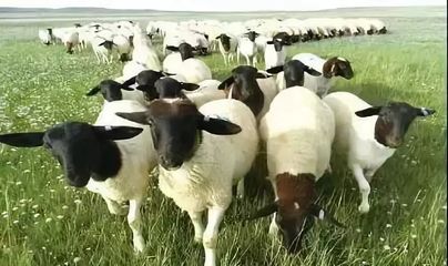 “锡林郭勒羊肉”荣获“2018中国肉类食品行业最具价值影响力品牌”称号