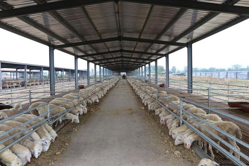禹城 培育龙头企业打造优质畜产品供应基地