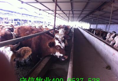 【育肥牛,武平县守信牧业】价格_厂家_图片 -