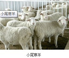 内蒙古西乌珠穆沁旗现在小羊羔价格多少@内蒙古乌达区小尾寒羊种羊价格_农副产品栏目