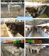 【黄牛养植】畜牧局补贴,价格,厂家,图片,供应商,牲畜,嘉祥县航宇牛羊驴养殖场 - 产品库 - 阿土伯交易网