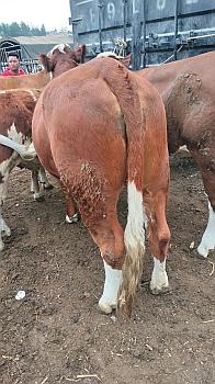 西门塔尔母牛 农产品 禽畜牧蛋肉 活畜 牛犊 中国畜牧网报价中心