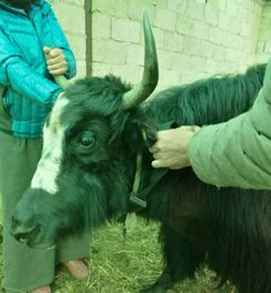 几米物联联手中国移动共建智慧畜牧管控平台,打造源头级食品安全溯源机制标杆