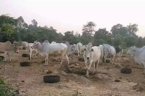 中国严打中缅边境活牛走私，上万头活牛滞留缅甸边境影响土副产品批发