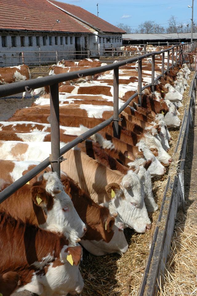 富硒养殖——打造高品质畜牧产品新路径