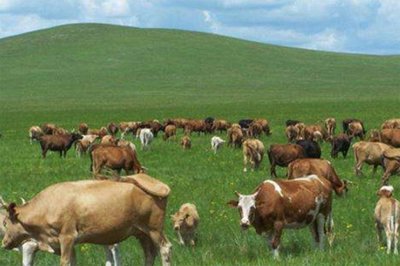 商品生态数据引擎赋码系统 生命码科技赋能土副产品批发行业