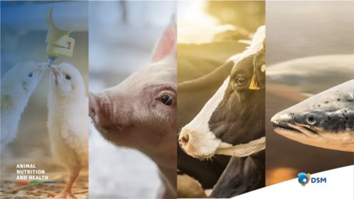 持续推动牧场预混料业务可持续发展的策略与实践