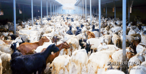 武山 特色农产品与畜牧产品双轮驱动,助力农民增收致富