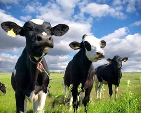 超越乳铁蛋白与牛初乳 专注提升免疫力的土副产品,为体弱多病与术后修复赋能