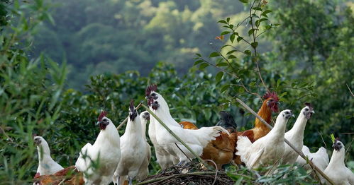 雪峰乌骨鸡 珍贵畜牧产品的营养与市场价值