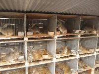 山东畜牧局獭兔种兔肉兔种兔繁育基地_农副产品_世界工厂网