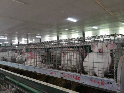 从4个大棚只结一颗枣到棚产2000斤,山东88名农科专家下乡挂职带来了啥