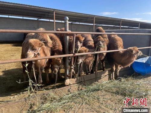 双峰骆驼养殖业为柴达木盆地农牧民开辟增收 致富路
