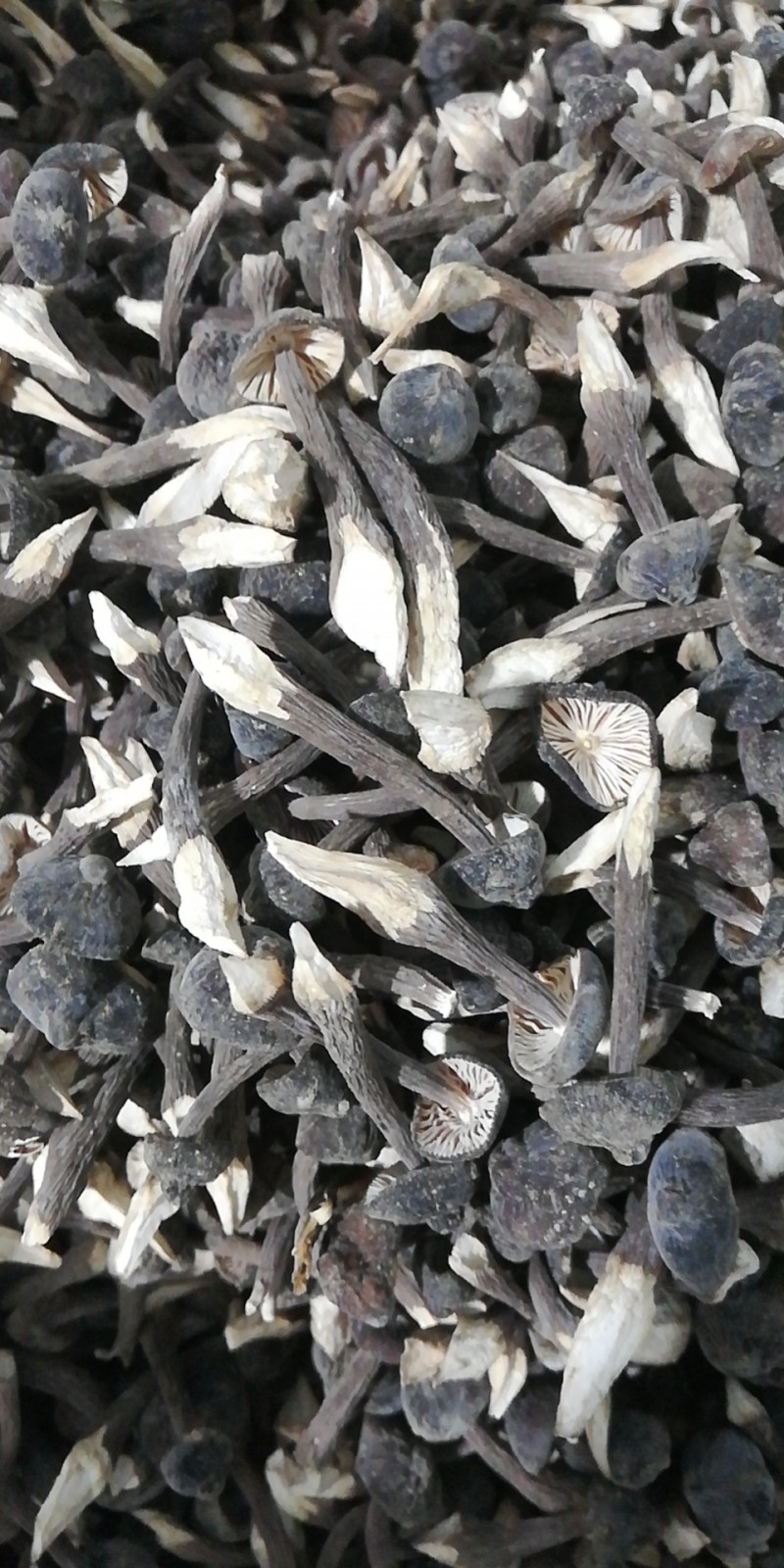 干鸡枞菌_菌菇干货_农业/畜牧_产品_企腾网工厂优选